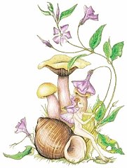 Fairy 20